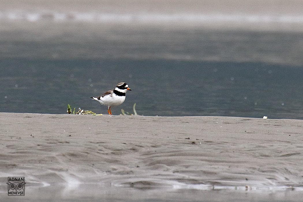 Common Ringed Plover